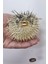 Dikenli Balon Balığı Fugu Fish 1