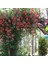 Kırmızı Hanımeli Fidanı Tüplü 1