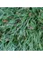 Osmanlı Çimi -Ophiopogon Japonicus - 45 Adet 3