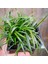 Osmanlı Çimi -Ophiopogon Japonicus - 45 Adet 4