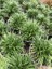 Osmanlı Çimi -Ophiopogon Japonicus - 45 Adet 5