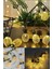 2m 10 LED 2 Kademeli Ananas LED Işık Pilli 1
