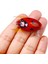 Hengjıa 1 Adet 3.8 cm 4 G Yapay Uğur Böceği Balıkçılık Yemi Ağustos Böceği Böcek Wobblers Balıkçılık Yemleri B Sazan Balıkçılığı Için Su Üstü (Yurt Dışından) 3
