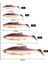 Spinpoler 3D River Roach Kürek Kuyruklu Swimbait Yumuşak Balıkçılık Yemi 8cm 10CM 13CM Walleye Levrek B Pike Yapay Yem Wobbler (Yurt Dışından) 3