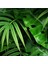 3 Boyutlu Duvar Kağıdı Tropikal Palmiye Yaprakları - Ev Dekorasyon Duvar Paneli En x Boy 3