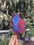 Spiderman Örümcek Adam Temalı 3D Cake Topper Doğum Günü Pasta Süsü 2