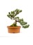 Bonsai Kurtarma ve Saksı Değişimi Kiti No.2 - Kahverengi 4