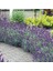 Lavanta – Lavandula Angustifolia 3 Adet 1