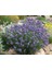 Lavanta – Lavandula Angustifolia 3 Adet 3