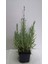Lavanta – Lavandula Angustifolia 3 Adet 4