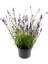 Lavanta – Lavandula Angustifolia 3 Adet 5