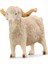 Angora Keçisi 13970 1