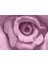 Duvar Kağıdı 3D Pembe Gül Desenli Isı ve Ses Yalıtımlı Sağlıklı Tekstil Duvar Kağıdı 4