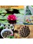 10 Tohum Orjinal Karışık Rengarenk Açan Nilüfer Lotus Su Çiçeği Tohumu Dev Lotus Tohumu 1