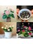15 Adet Tohum Lotus Asya Gülü Nilüfer Suda Yetişen Karışık Renkli Çiçekler Tohumlar 1