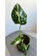 Philodendron White Princess- Albino Özel Tür- Ofis Salon Bitkisi 1