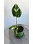 Philodendron White Princess- Albino Özel Tür- Ofis Salon Bitkisi 3
