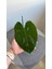Philodendron White Princess- Albino Özel Tür- Ofis Salon Bitkisi 6