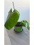 Philodendron White Princess- Albino Özel Tür- Ofis Salon Bitkisi 7