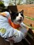 Kedi ve Küçük Irk Köpek Boyunluk-Elizabeth Yakalık Operasyon(Ameliyat)Boyunluk (Safari) 2