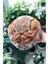 Atalık Yediveren Unu 1 kg (Hediyelik Paket) 2