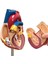 Kalp Modeli, 2 Parçalı Lüks Gerçek Boyutlu Insan Kalp Modeli Anatomisi (Yurt Dışından) 5
