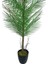 Yapay Ağaç Palmiye 155*50CM 30YAPRAK Areka Ağacı Siyah Saksıda Tek Gövdeli 4