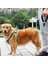 Reflektörlü Fosforlu Köpek Gezdirme Halatı Tasma Kayışı Metal Kancalı 130 cm (4887) 2