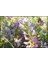 Yonca Tohumu Sunter Kaplamalı-Sertifikalı (2 Kg) 4
