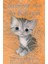 Holly Webb Animal Stories: Sammy The Shy Kitten 1