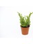 Crassula Muscosa Sukulent Teraryum Bitkisi 10'lu 1