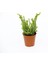 Crassula Muscosa Sukulent Teraryum Bitkisi 10'lu 2