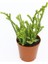 Crassula Muscosa Sukulent Teraryum Bitkisi 10'lu 3