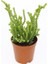 Crassula Muscosa Sukulent Teraryum Bitkisi 10'lu 4