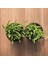 Crassula Muscosa Sukulent Teraryum Bitkisi 10'lu 5