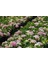 Ortanca Fidanı 10 Adet - Saksılı 20-40 Cm 2