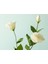 Deluxe Roses Tek Dal Yapay Çiçek Beyaz 72 cm 2