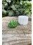 Concept Agavoides Sukulent Mum Kalıbı (Silikon) 2