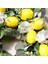Sarı Limon ve Yeşil Yapraklı 18 Inç Yapay Limon Çelengi, Ev Duvarı ve Ön Kapı Dekoru Için Meyve Çelengi (Yurt Dışından) 3
