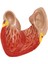 1: 1 Insan Kalp Modeli, Anatomik Olarak Doğru Kalp Modeli Gerçek Boyutta (Yurt Dışından) 5