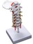 Servikal Vertebra Arteria Omurga Omurga Sinirleri Anatomik Model (Yurt Dışından) 2