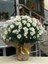 Hediye Paketli Beyaz Renk Çeşme Papatyası Özel Gün Çiçeği 20-40CM Saksılı 1