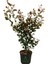 Çit Peyzaj Bitkisi Evgenya Ağacı Fidanı 50-70CM Saksılı/tüplü (Eugenia Etna Fire) 1