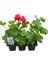 Sakız Sardunya Fidesi Kırmızı Renk 3 Adet Saksılı Tüplü 15-25CM (Pelargonium Peltatum) 1