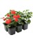 Kırmızı Renk Sakız Sardunya Fidesi 2 Adet Saksılı Balkon Çiçeği(Pelargonium Peltatum) 1