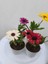4' Lü Mini Bodrum Papatyası Çiçeği 10-15CM Mor-Beyaz-Sarı-Kırmızı Renk 2