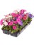 Karışık Renk 10 Adet Petunya Çiçeği Fidanı 10-15CM Saksılı/tüplü 1
