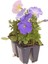 Karışık Renk 10 Adet Petunya Çiçeği Fidanı 10-15CM Saksılı/tüplü 3