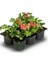 Pembe Renk Sakız Sardunya Fidesi 3 Adet Saksılı 10-25CM Pelargonium Peltatum 1