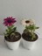 2' Li Mini Bodrum Papatyası Çiçeği 10-15CM Mor-Beyaz Renk 1